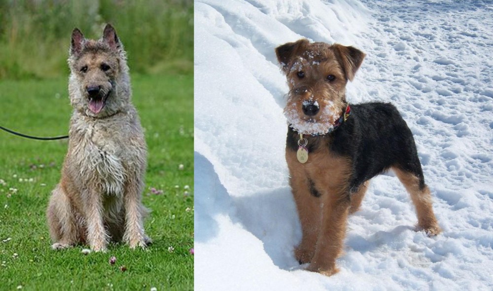 Welsh Terrier vs Belgian Shepherd Dog (Laekenois) - Breed Comparison