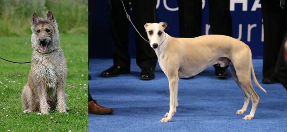 Whippet vs Belgian Shepherd Dog (Laekenois) - Breed Comparison