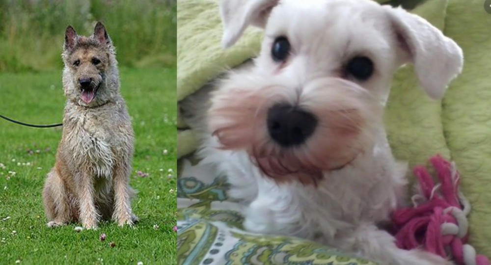 White Schnauzer vs Belgian Shepherd Dog (Laekenois) - Breed Comparison