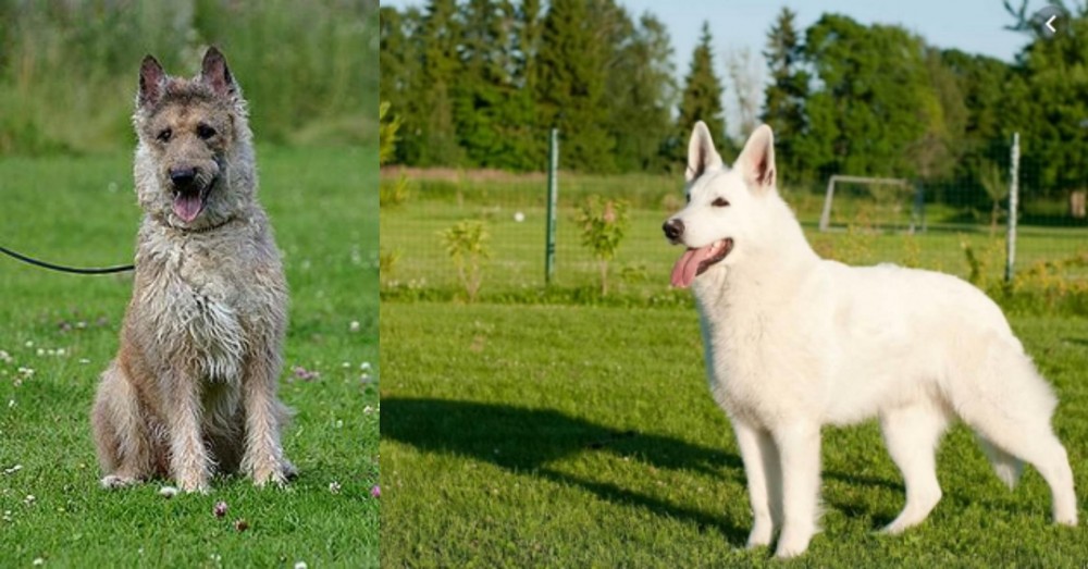 White Shepherd vs Belgian Shepherd Dog (Laekenois) - Breed Comparison