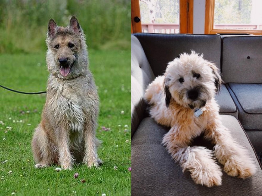Whoodles vs Belgian Shepherd Dog (Laekenois) - Breed Comparison