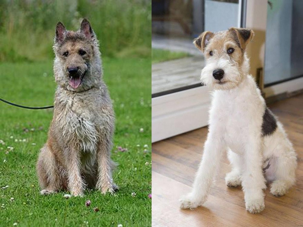 Wire Fox Terrier vs Belgian Shepherd Dog (Laekenois) - Breed Comparison
