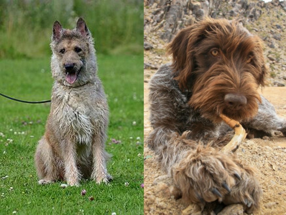 Wirehaired Pointing Griffon vs Belgian Shepherd Dog (Laekenois) - Breed Comparison