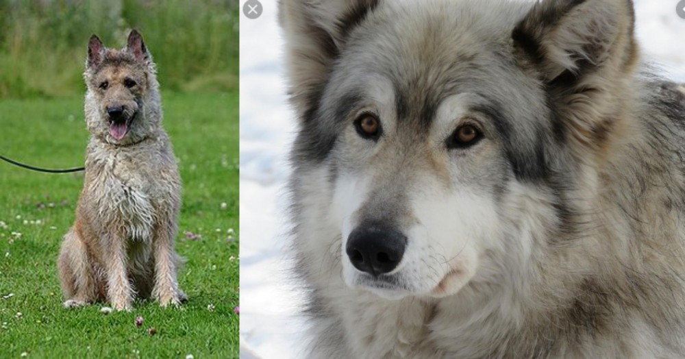 Wolfdog vs Belgian Shepherd Dog (Laekenois) - Breed Comparison