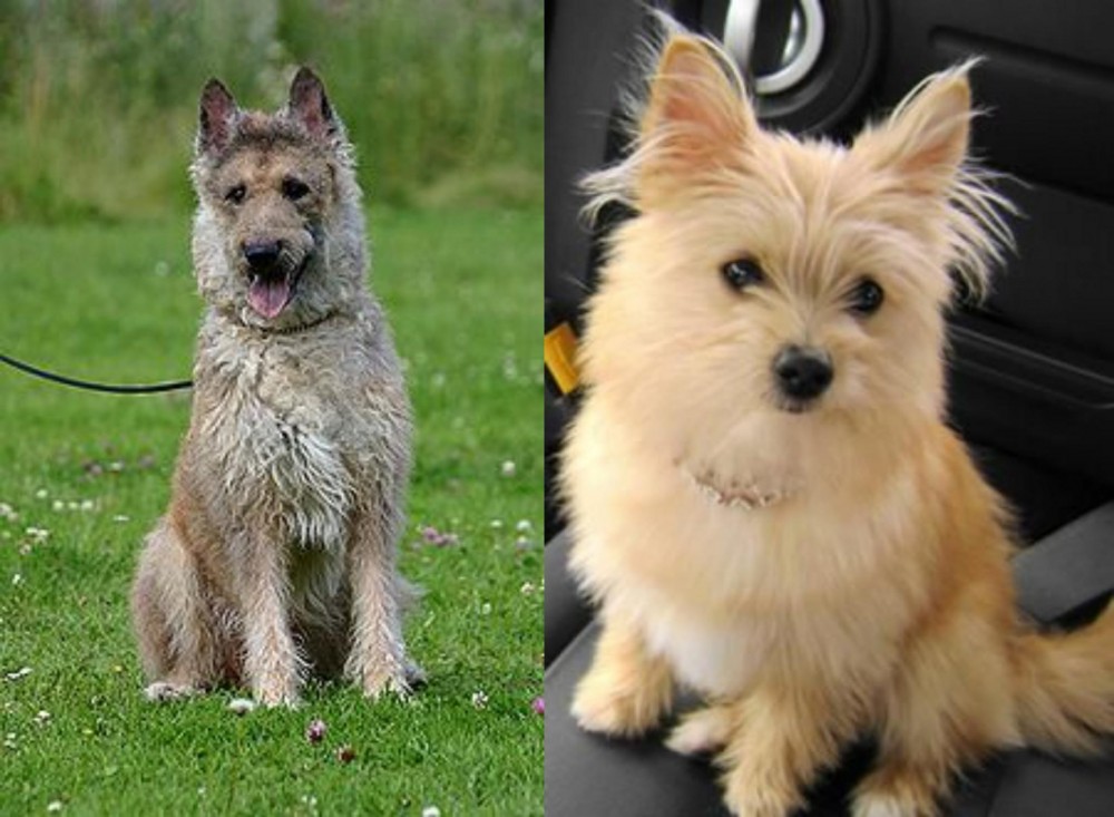 Yoranian vs Belgian Shepherd Dog (Laekenois) - Breed Comparison