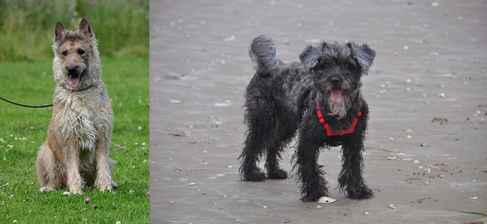 YorkiePoo vs Belgian Shepherd Dog (Laekenois) - Breed Comparison
