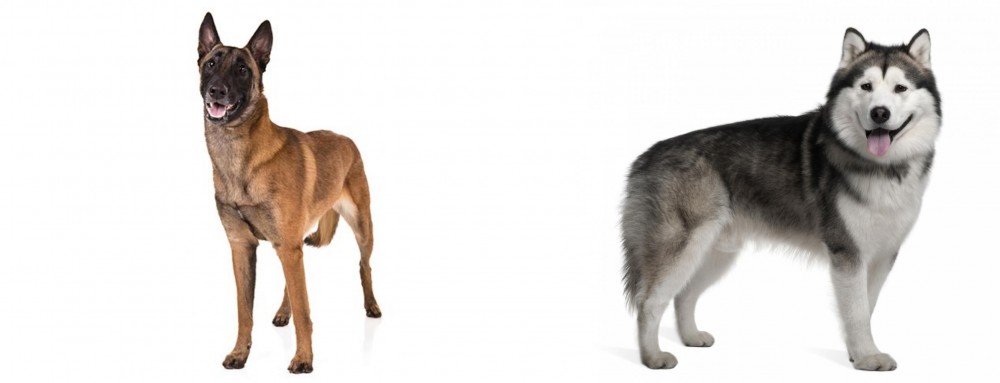 Alaskan Malamute vs Belgian Shepherd Dog (Malinois) - Breed Comparison