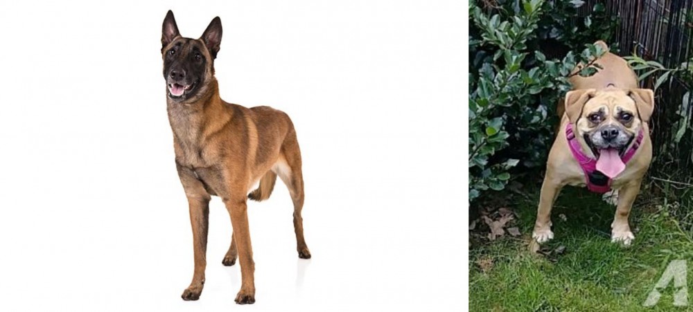 Beabull vs Belgian Shepherd Dog (Malinois) - Breed Comparison
