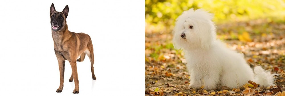Bichon Bolognese vs Belgian Shepherd Dog (Malinois) - Breed Comparison