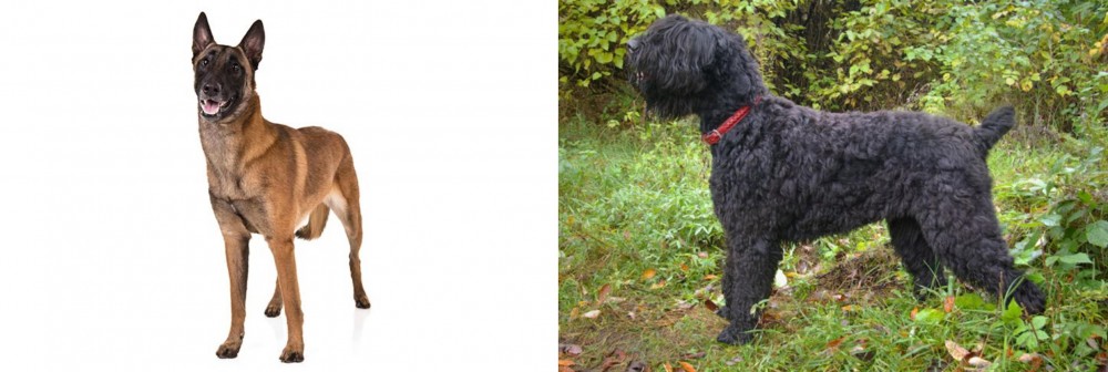 Black Russian Terrier vs Belgian Shepherd Dog (Malinois) - Breed Comparison