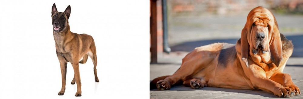 Bloodhound vs Belgian Shepherd Dog (Malinois) - Breed Comparison