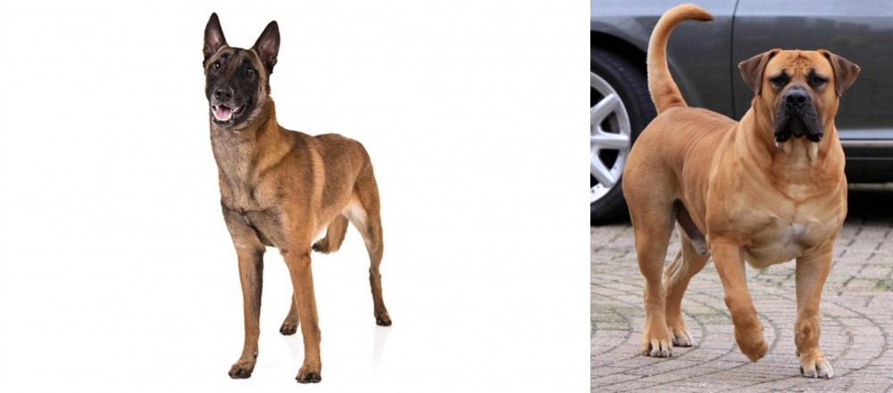 Boerboel vs Belgian Shepherd Dog (Malinois) - Breed Comparison