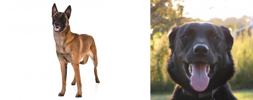 Borador vs Belgian Shepherd Dog (Malinois) - Breed Comparison