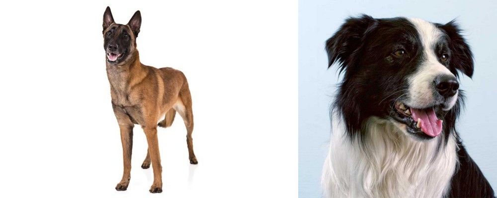 Border Collie vs Belgian Shepherd Dog (Malinois) - Breed Comparison