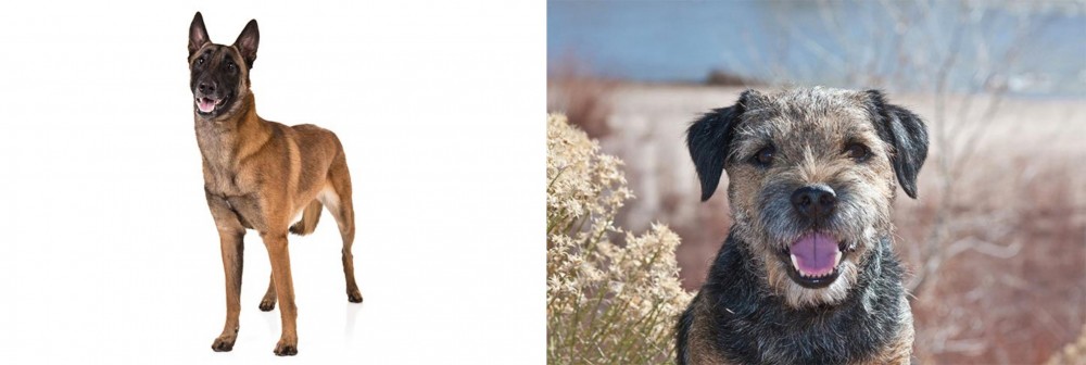 Border Terrier vs Belgian Shepherd Dog (Malinois) - Breed Comparison