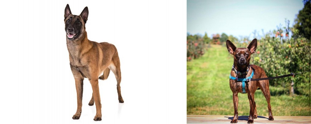 Bospin vs Belgian Shepherd Dog (Malinois) - Breed Comparison