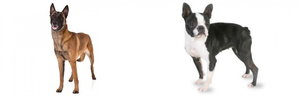 Boston Terrier vs Belgian Shepherd Dog (Malinois) - Breed Comparison