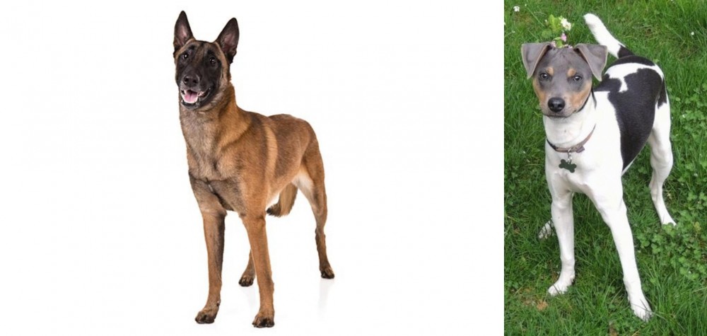 Brazilian Terrier vs Belgian Shepherd Dog (Malinois) - Breed Comparison