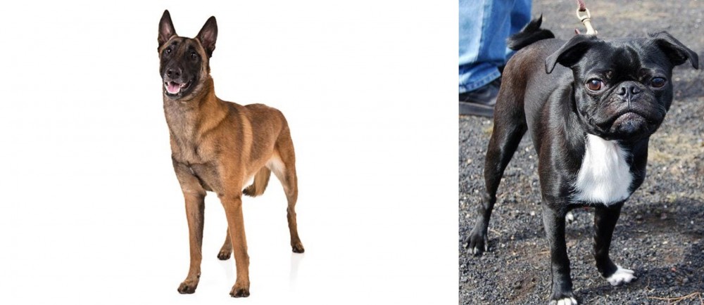 Bugg vs Belgian Shepherd Dog (Malinois) - Breed Comparison