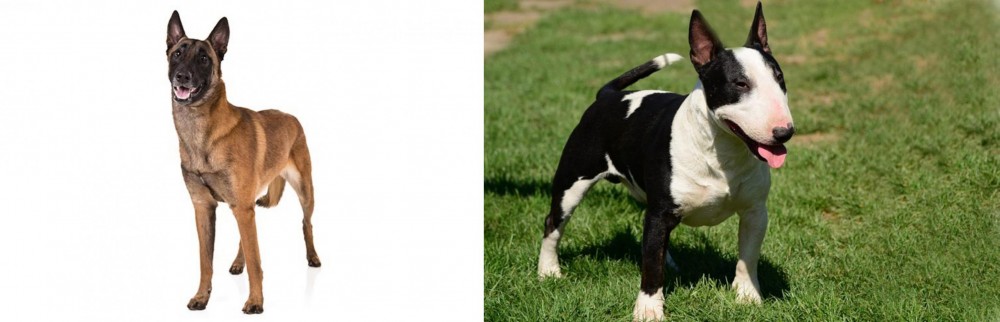 Bull Terrier Miniature vs Belgian Shepherd Dog (Malinois) - Breed Comparison