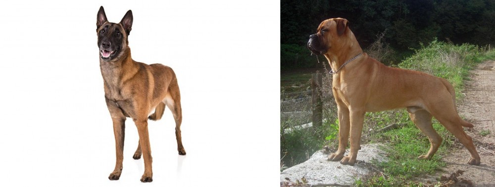 Bullmastiff vs Belgian Shepherd Dog (Malinois) - Breed Comparison