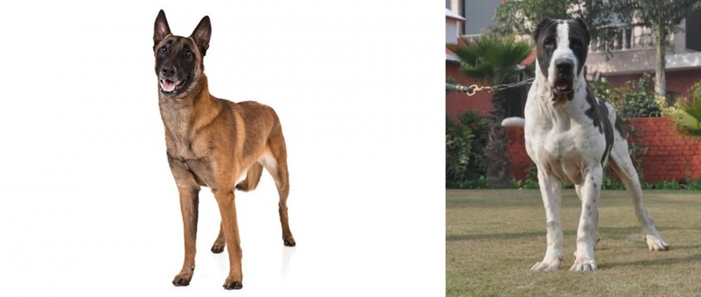 Bully Kutta vs Belgian Shepherd Dog (Malinois) - Breed Comparison