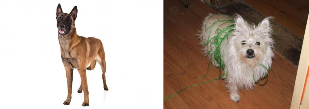 Cairland Terrier vs Belgian Shepherd Dog (Malinois) - Breed Comparison