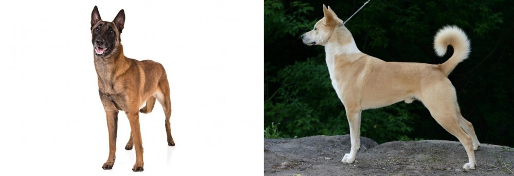 Canaan Dog vs Belgian Shepherd Dog (Malinois) - Breed Comparison