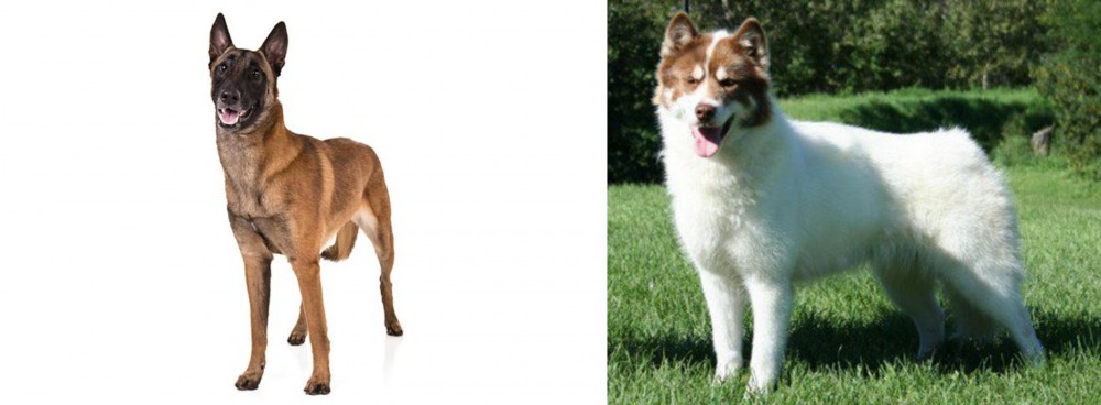 Canadian Eskimo Dog vs Belgian Shepherd Dog (Malinois) - Breed Comparison