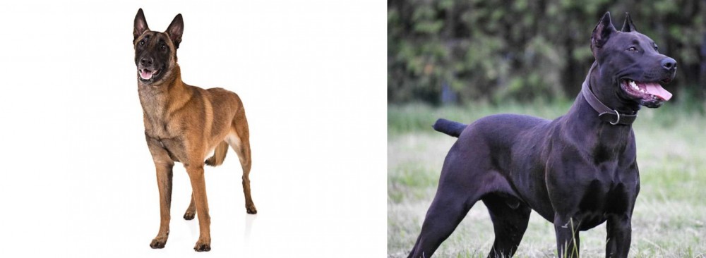 Canis Panther vs Belgian Shepherd Dog (Malinois) - Breed Comparison