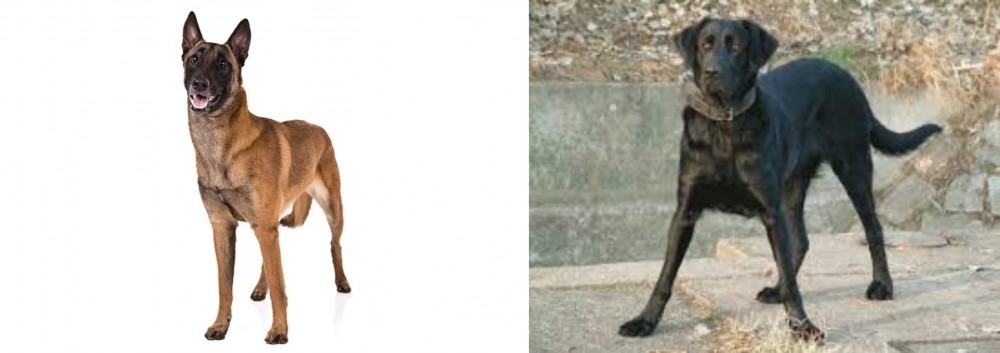 Cao de Castro Laboreiro vs Belgian Shepherd Dog (Malinois) - Breed Comparison