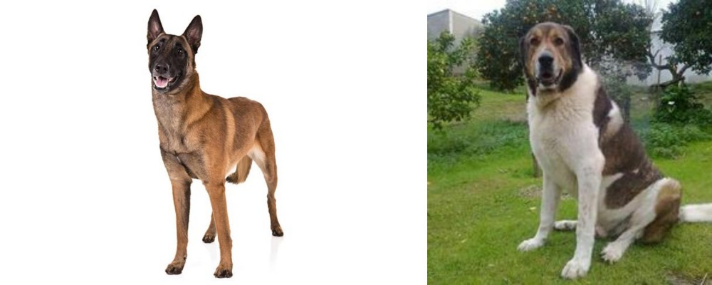 Cao de Gado Transmontano vs Belgian Shepherd Dog (Malinois) - Breed Comparison