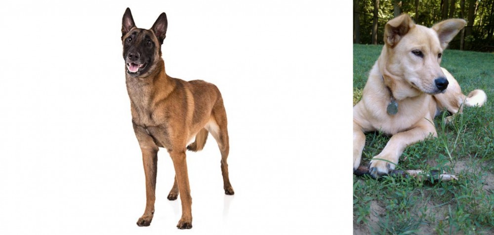 Carolina Dog vs Belgian Shepherd Dog (Malinois) - Breed Comparison