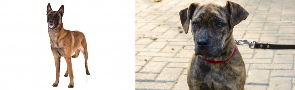 Catahoula Bulldog vs Belgian Shepherd Dog (Malinois) - Breed Comparison