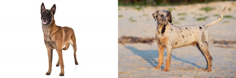 Catahoula Cur vs Belgian Shepherd Dog (Malinois) - Breed Comparison