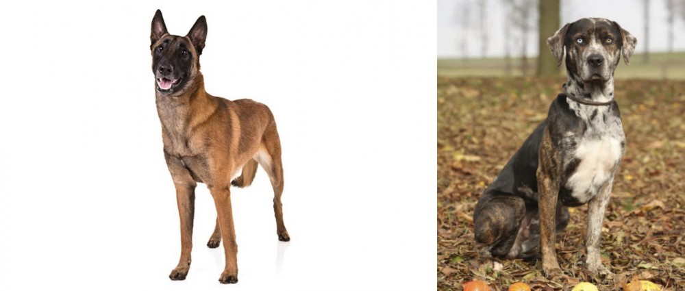 Catahoula Leopard vs Belgian Shepherd Dog (Malinois) - Breed Comparison