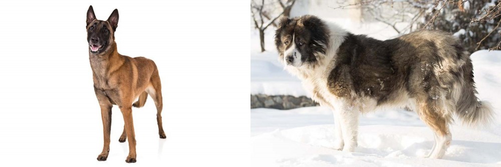 Caucasian Shepherd vs Belgian Shepherd Dog (Malinois) - Breed Comparison