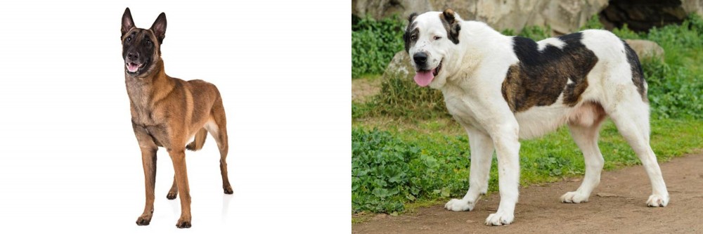 Central Asian Shepherd vs Belgian Shepherd Dog (Malinois) - Breed Comparison