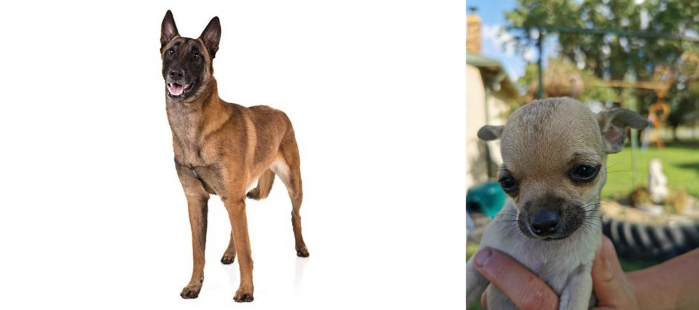 Chihuahua vs Belgian Shepherd Dog (Malinois) - Breed Comparison