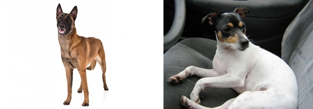 Chilean Fox Terrier vs Belgian Shepherd Dog (Malinois) - Breed Comparison