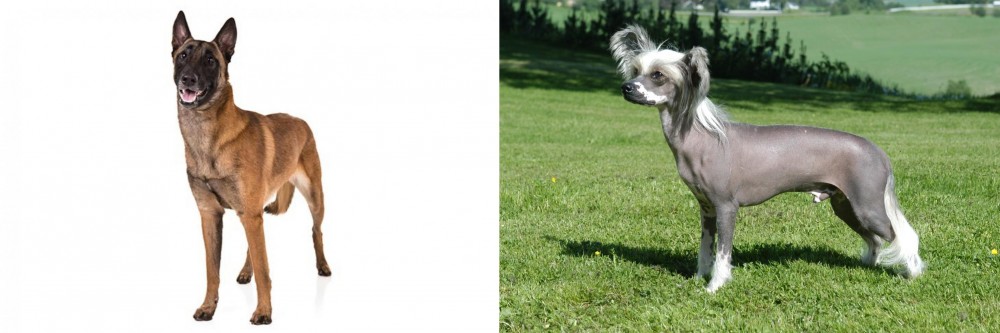 Chinese Crested Dog vs Belgian Shepherd Dog (Malinois) - Breed Comparison