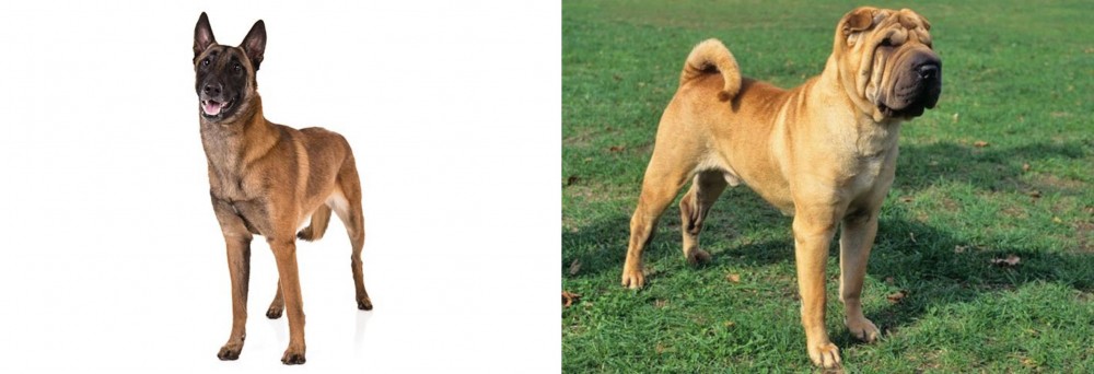 Chinese Shar Pei vs Belgian Shepherd Dog (Malinois) - Breed Comparison