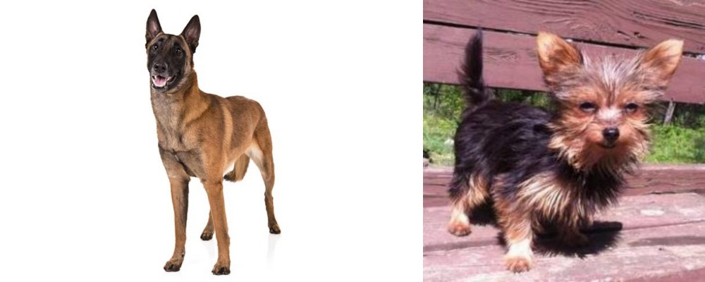 Chorkie vs Belgian Shepherd Dog (Malinois) - Breed Comparison