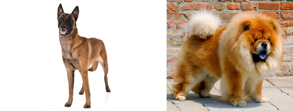 Chow Chow vs Belgian Shepherd Dog (Malinois) - Breed Comparison