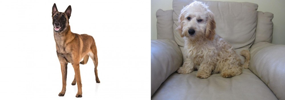 Cockachon vs Belgian Shepherd Dog (Malinois) - Breed Comparison