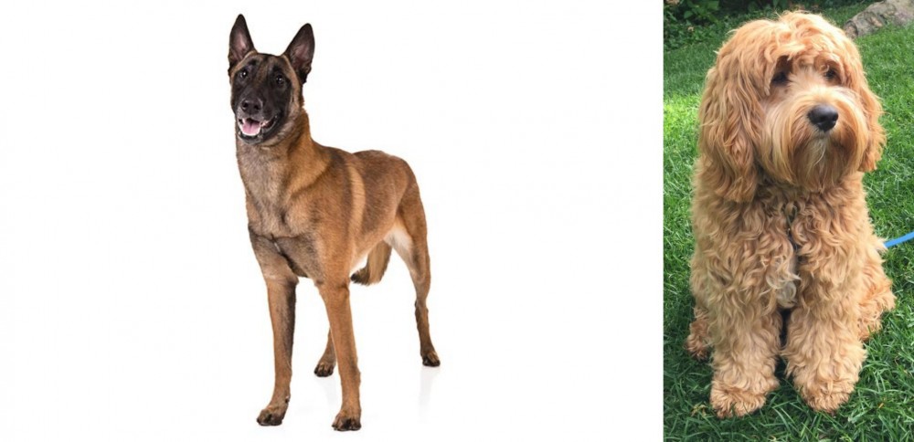 Cockapoo vs Belgian Shepherd Dog (Malinois) - Breed Comparison