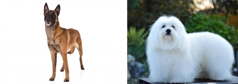 Coton De Tulear vs Belgian Shepherd Dog (Malinois) - Breed Comparison