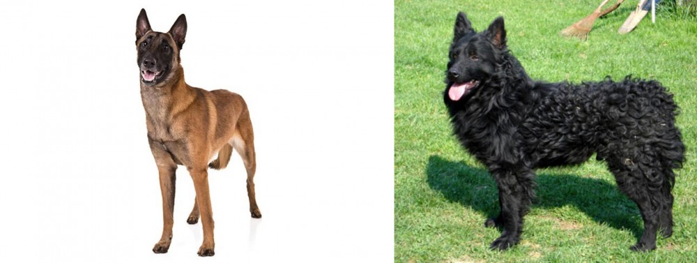 Croatian Sheepdog vs Belgian Shepherd Dog (Malinois) - Breed Comparison