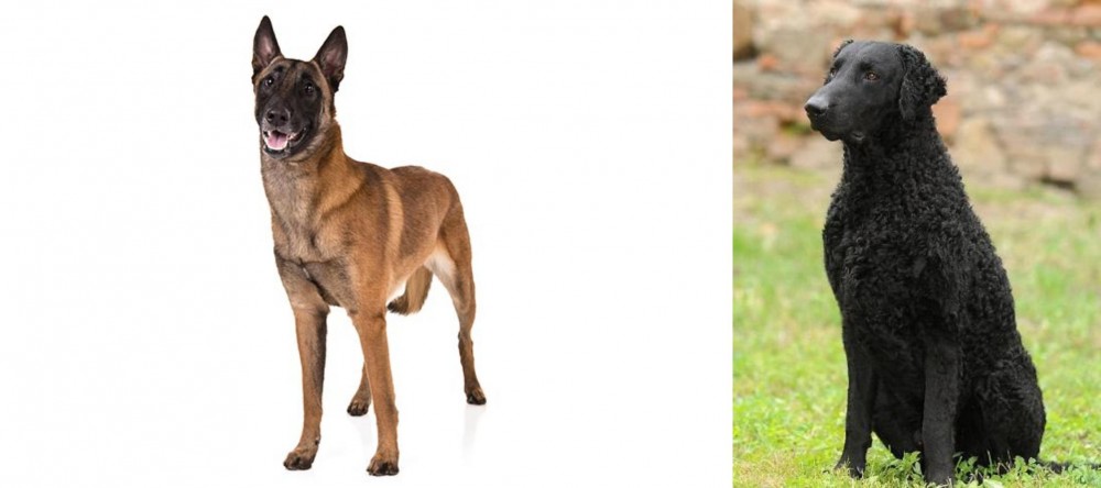 Curly Coated Retriever vs Belgian Shepherd Dog (Malinois) - Breed Comparison