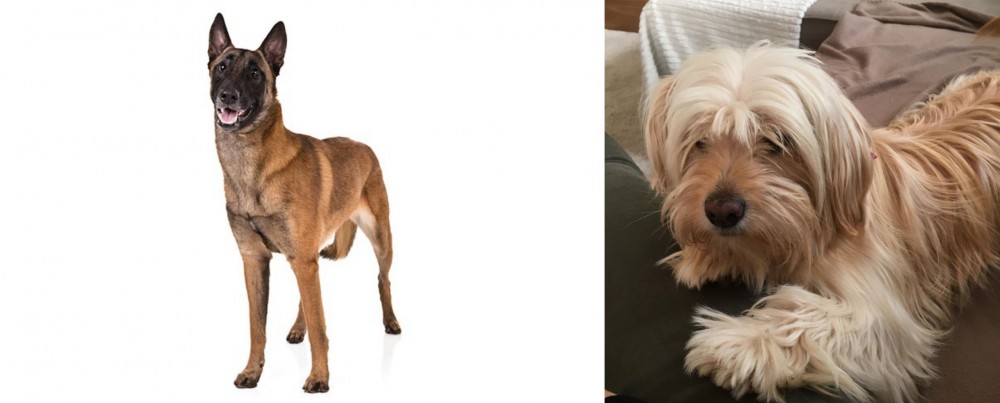 Cyprus Poodle vs Belgian Shepherd Dog (Malinois) - Breed Comparison